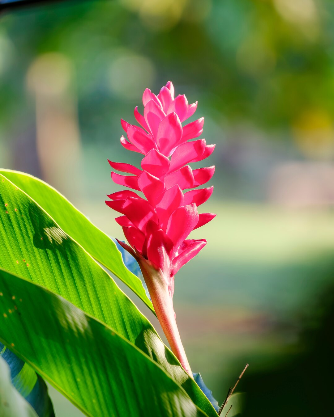 Vivid pink tropical flower in a sunlit Palm Beach garden